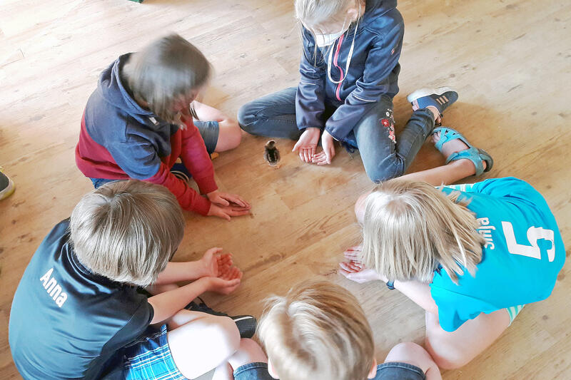 Bild vergrößern: In besonderen Küken-Stunden können die Kinder der Ellering-Schule hautnahen Kontakt zu den kleinen Ferederknäueln aufnehmen.